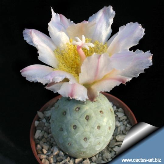 Name:  Tephrocactus Geometricus (2).jpg
Views: 1436
Size:  31.3 KB