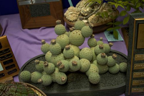 Name:  Tephrocactus Geometricus (5).jpg
Views: 1620
Size:  29.9 KB