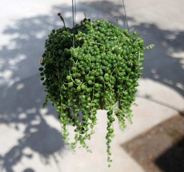 Name:  plant3[1].jpg
Views: 1094
Size:  41.3 KB
