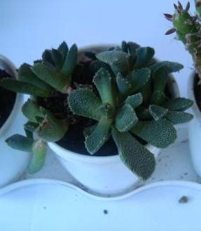 Name:  Titanopsis fulleri.JPG
Views: 2040
Size:  29.0 KB