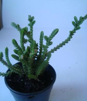 Name:  Crassula Lycopodioides.JPG
Views: 2152
Size:  32.2 KB