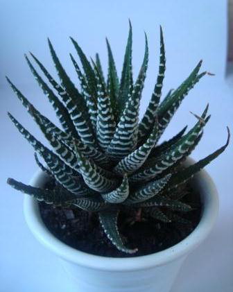 Name:  Haworthia Attenuata .JPG
Views: 2344
Size:  41.6 KB
