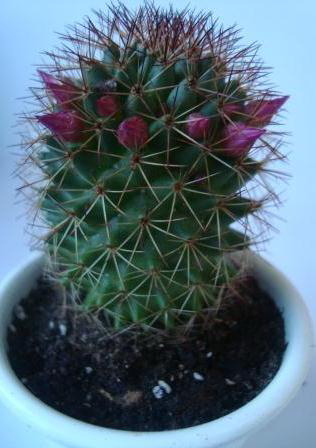 Name:  Mammillaria backebergiana ernestii.JPG
Views: 2466
Size:  46.7 KB