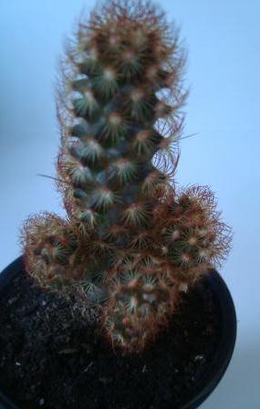 Name:  Mammillaria elongata.JPG
Views: 2333
Size:  35.8 KB