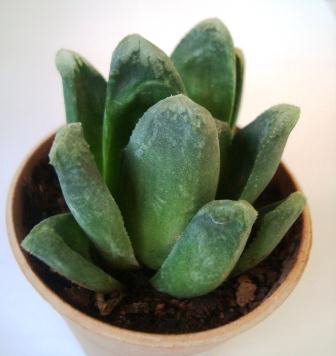Name:  Haworthia cv. rose green.JPG
Views: 2425
Size:  33.1 KB