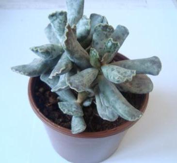 Name:  Crassula -Adromischus cooperi..JPG
Views: 2472
Size:  30.2 KB