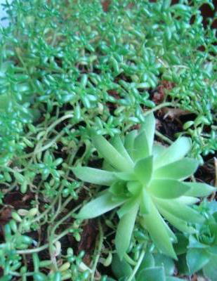 Name:  Sempervivum xxx ve mrx.JPG
Views: 3253
Size:  52.7 KB