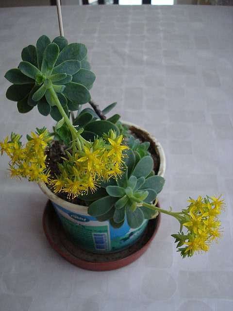 Name:  DSC03844.jpg
Views: 2230
Size:  54.9 KB