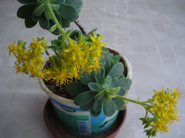 Name:  DSC03846.jpg
Views: 2241
Size:  55.4 KB