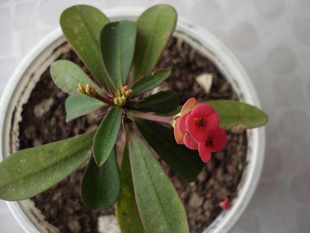 Name:  DSC03838.jpg
Views: 6817
Size:  48.5 KB