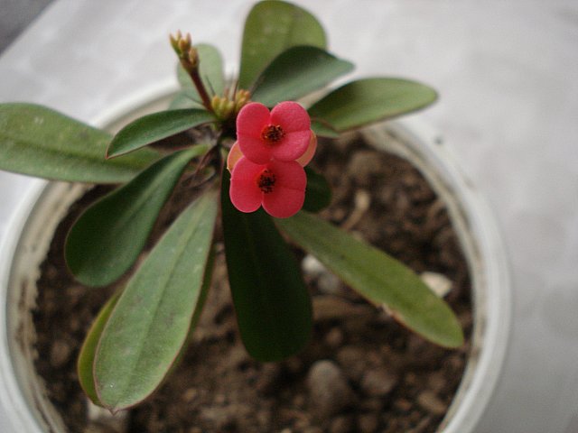 Name:  DSC03839.jpg
Views: 3831
Size:  41.9 KB