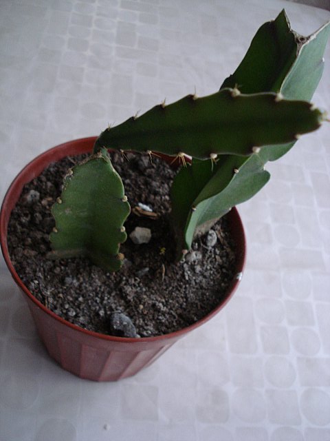 Name:  DSC03823.jpg
Views: 2234
Size:  45.5 KB