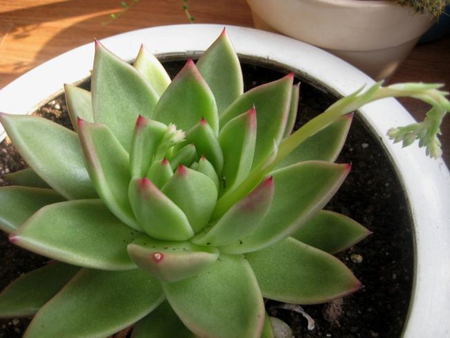 Name:  2012-01-16 035 ECHEVERA AGAVODES TOMURCUK.jpg
Views: 1652
Size:  38.9 KB