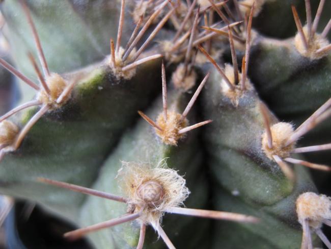 Name:  2012-01-16 040 gymnocalcium mihanovichii TOMURCUK2.jpg
Views: 1286
Size:  40.6 KB