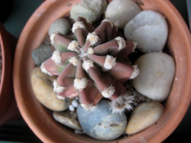 Name:  2012-01-16 078 echinopsis tomurcuk.jpg
Views: 1302
Size:  34.4 KB