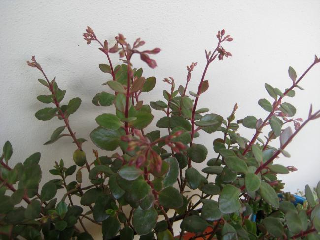 Name:  2012-01-16 086 kalanchoe manginii tomurcuk.jpg
Views: 2572
Size:  45.6 KB
