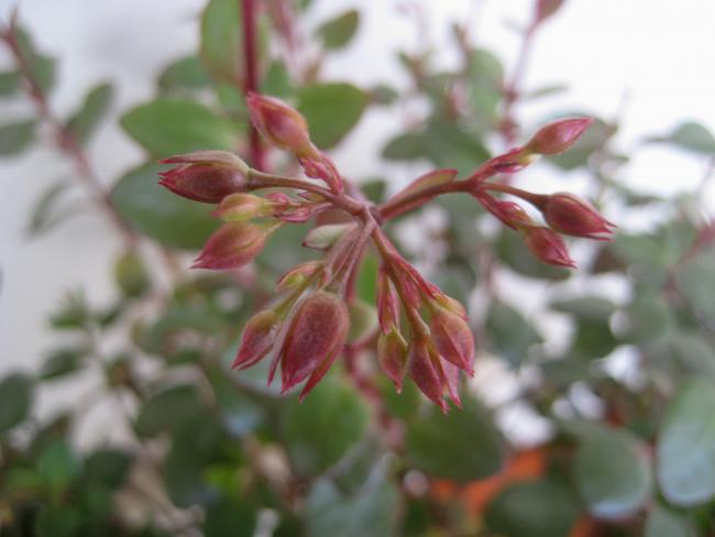 Name:  2012-01-16 086 kalanchoe manginii tomurcuk2.jpg
Views: 1750
Size:  30.7 KB