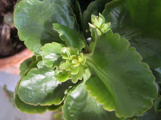 Name:  2012-01-16 086 kalanchoe tomurcuk2.jpg
Views: 1439
Size:  36.1 KB