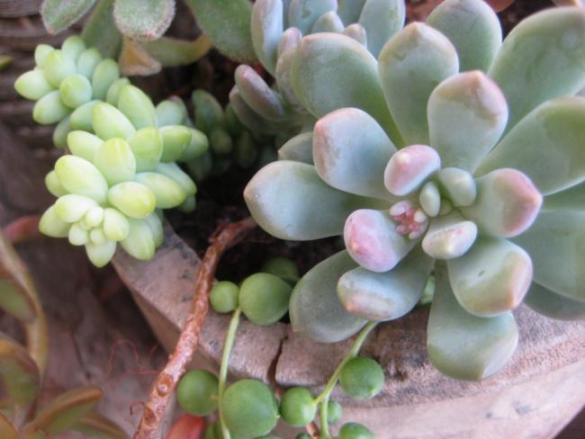 Name:  2012-01-16 093 echeveria sp tomurcuk.jpg
Views: 1809
Size:  39.2 KB