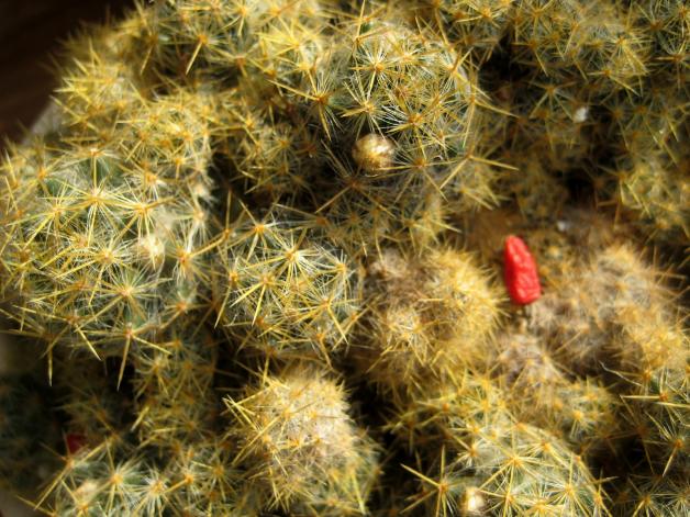 Name:  mammillaria prolifera TOMURCUK.jpg
Views: 1609
Size:  71.0 KB