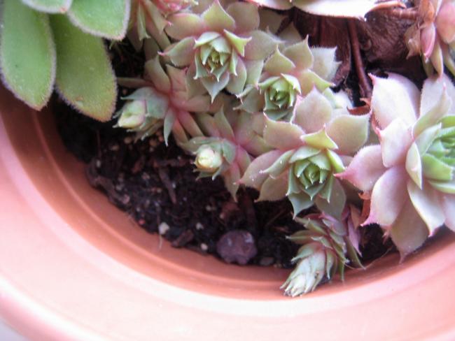 Name:  2012-01-16 082.jpg
Views: 1305
Size:  39.6 KB