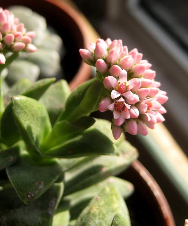 Name:  2012-01-16 031 CRASSULA SPRNGTME EK2.jpg
Views: 1711
Size:  49.6 KB