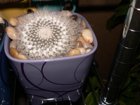 Name:  P1240262.JPG
Views: 867
Size:  26.7 KB