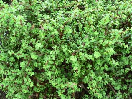 Name:  P1090048.JPG
Views: 549
Size:  63.8 KB