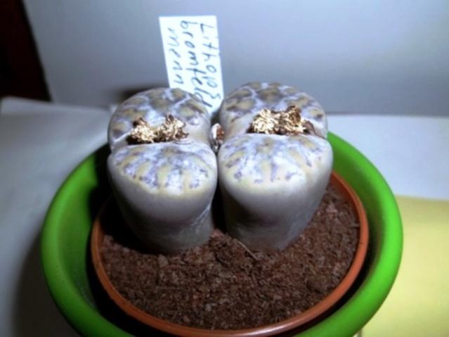 Name:  100_1654.jpg
Views: 1049
Size:  30.5 KB