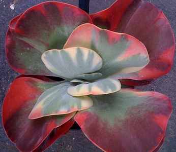 Name:  Kalanchoe_Fantastic[1].jpg
Views: 517
Size:  15.2 KB