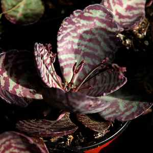 Name:  Kalanchoe_humilis[1].jpg
Views: 587
Size:  26.5 KB