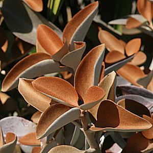 Name:  Kalanchoe_orgyalis[1].jpg
Views: 855
Size:  22.7 KB