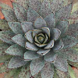 Name:  Mangave_Bloodspot[1].jpg
Views: 685
Size:  16.1 KB