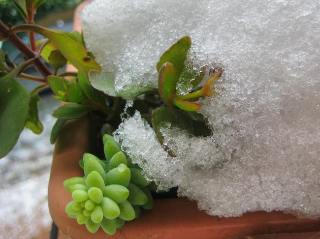 Name:  SEDUM BURRTO KALANCHOE MANGNN.jpg
Views: 1546
Size:  49.0 KB