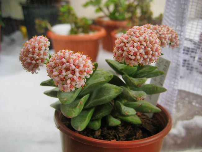 Name:  CRASSULA SPRNGTME.jpg
Views: 2084
Size:  41.3 KB