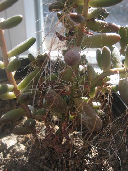 Name:  s. rubrotinctum.JPG
Views: 1965
Size:  57.0 KB