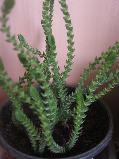 Name:  c. lypodiodies.JPG
Views: 1933
Size:  39.9 KB
