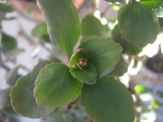 Name:  kalanchoe.JPG
Views: 1664
Size:  38.7 KB