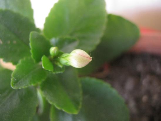Name:  kalanchoe 1.JPG
Views: 1674
Size:  31.1 KB
