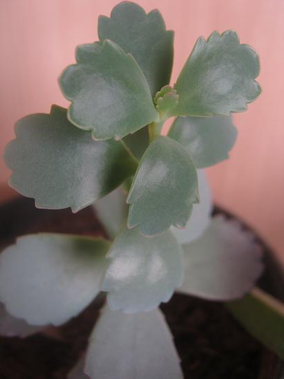 Name:  kalanchoe. f.JPG
Views: 1672
Size:  23.6 KB