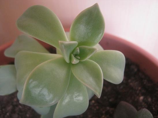 Name:  graptopetalum.JPG
Views: 1666
Size:  33.1 KB