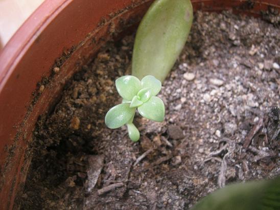 Name:  graptopetalum-yavru.JPG
Views: 1664
Size:  54.0 KB