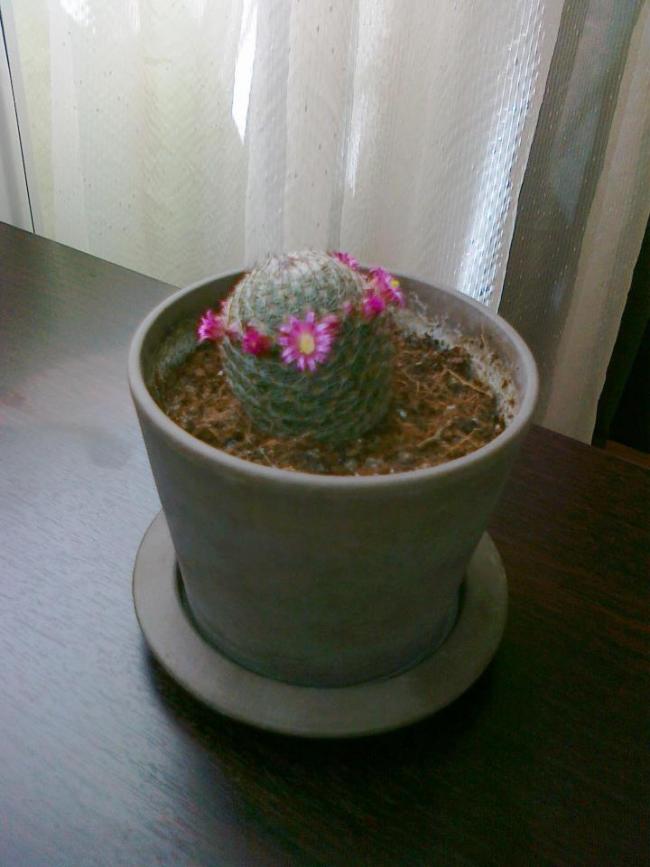 Name:  kaktusum.jpg
Views: 2340
Size:  52.0 KB