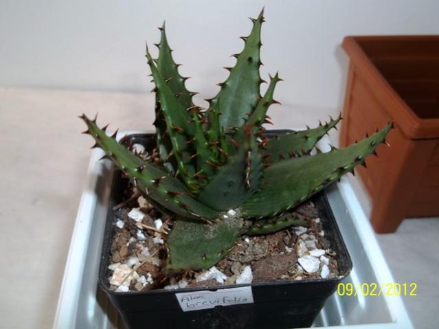 Name:  100_1731.jpg
Views: 984
Size:  34.2 KB