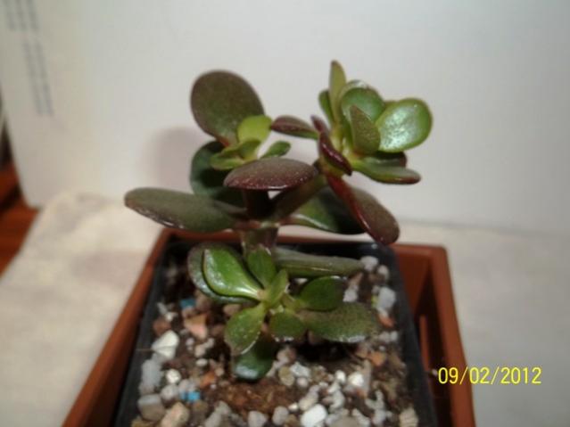 Name:  100_1733.jpg
Views: 901
Size:  26.2 KB
