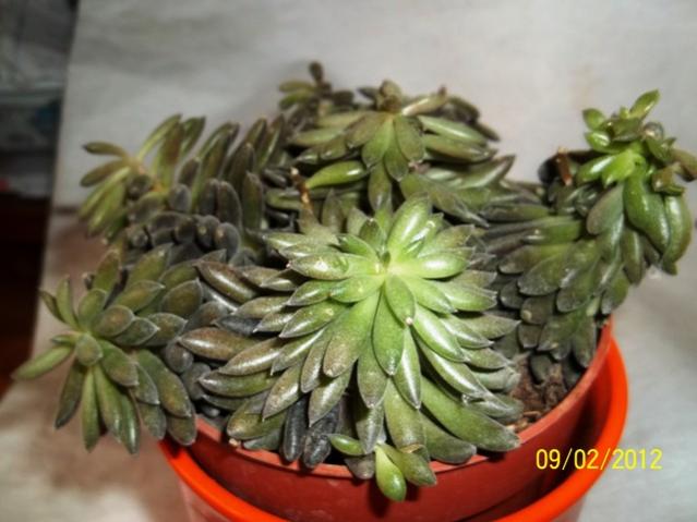 Name:  100_1742.jpg
Views: 873
Size:  41.5 KB