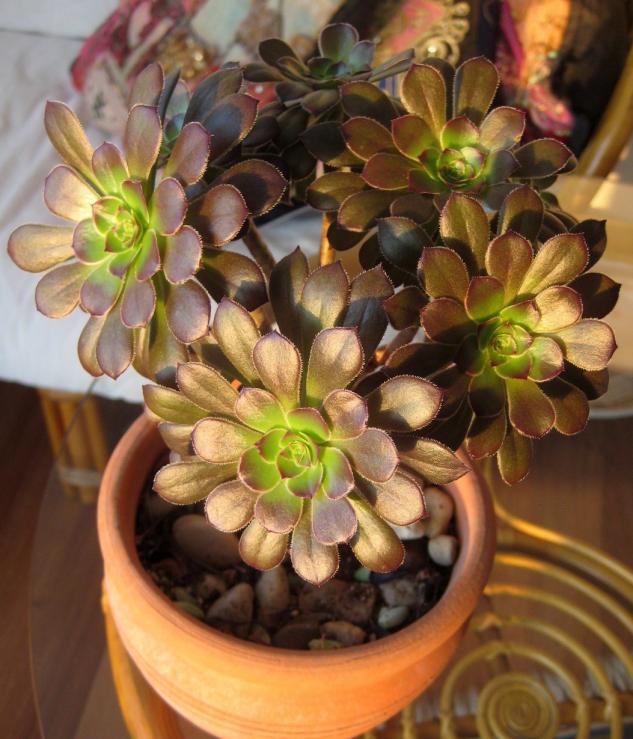 Name:  2012-02-10 BTKLERM 073 aeonium.jpg
Views: 1037
Size:  71.0 KB