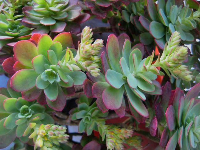 Name:  2012-02-11 SEDUM PALMER 018 FACE.jpg
Views: 1537
Size:  53.4 KB