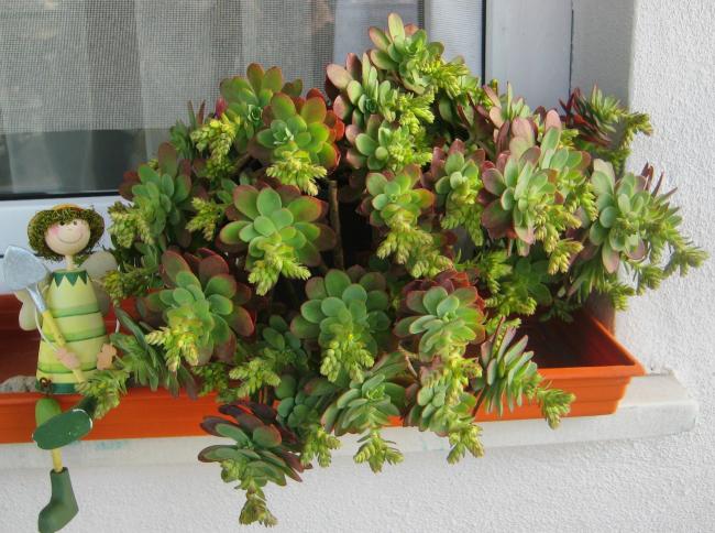 Name:  2012-02-11 SEDUM PALMER 013 agaclar.jpg
Views: 1736
Size:  62.1 KB