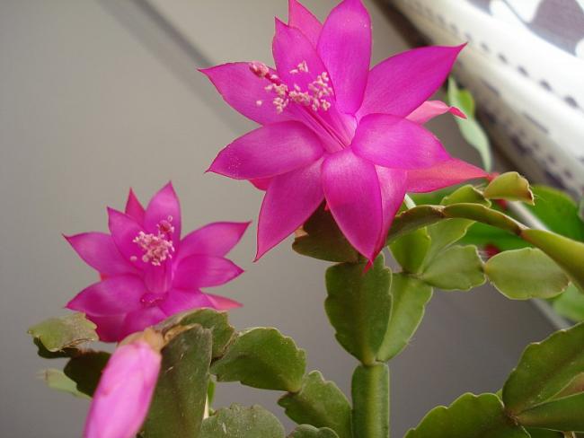 Name:  DSC04011.jpg
Views: 1626
Size:  33.7 KB